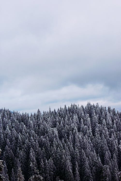 多云的天空下白雪覆盖的松树的灰度照片 · 免费素材图片