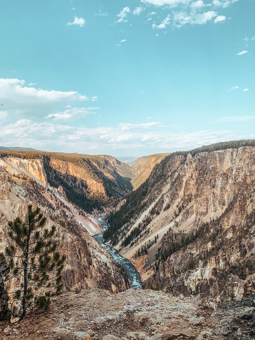 有关Copyspace, 假期, 冷杉的免费素材图片