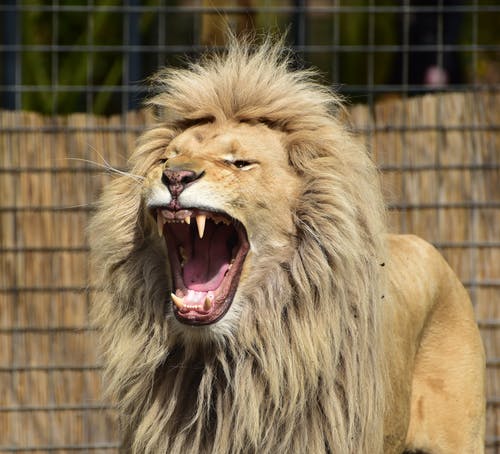 狮子在卡格内咆哮 · 免费素材图片