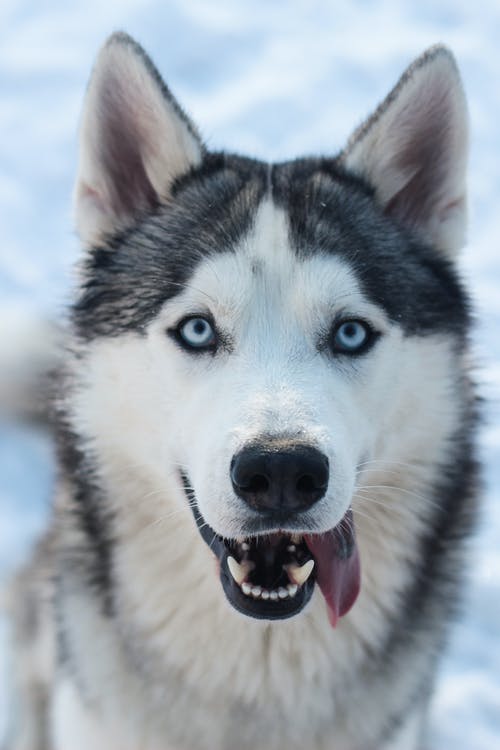 黑色和白色西伯利亚雪橇犬 · 免费素材图片