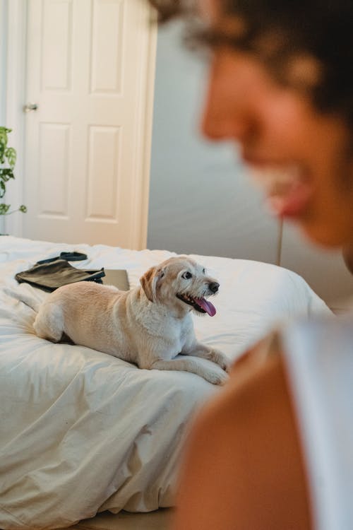 拉布拉多猎犬在农作物黑女人附近的床上休息在室内 · 免费素材图片