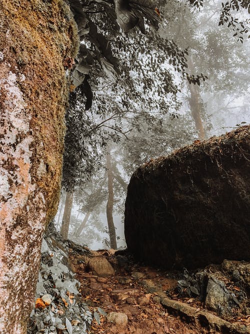 岩层与树木 · 免费素材图片