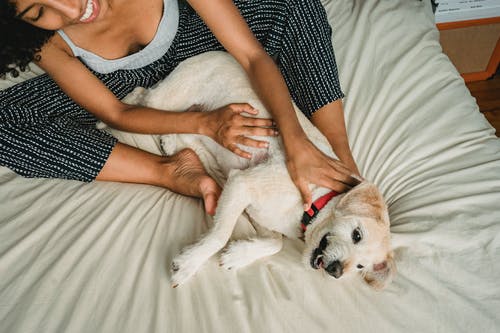 快乐的黑人妇女，和狗在家里的床上玩 · 免费素材图片