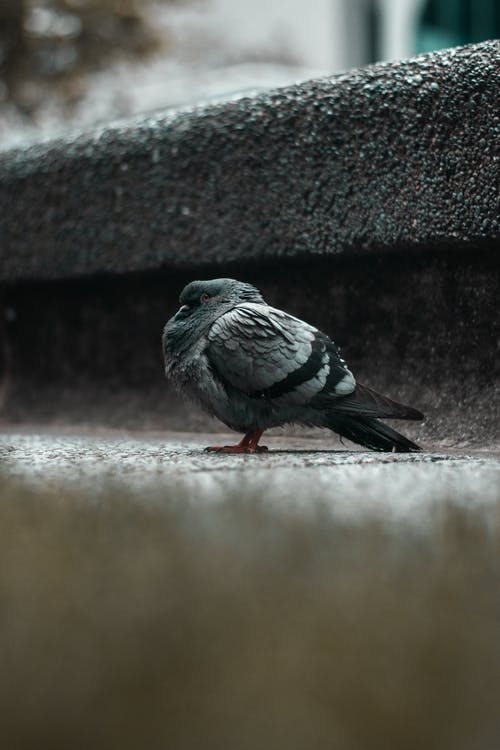 选择性聚焦照片的灰鸟 · 免费素材图片