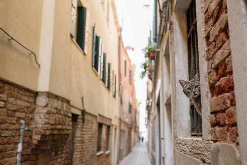 有关混凝土墙, 狭窄, 砖墙的免费素材图片