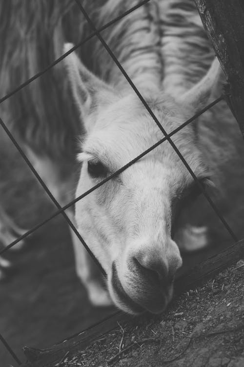 白骆马的灰度照片 · 免费素材图片