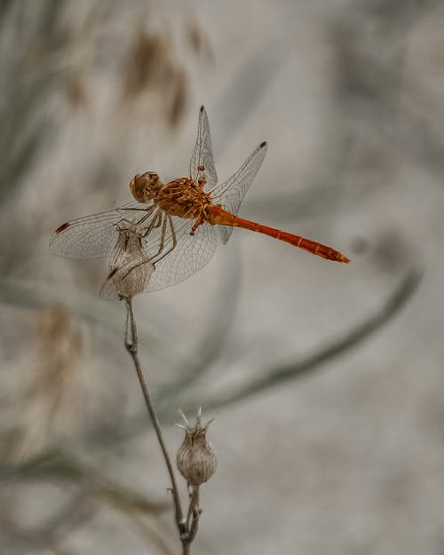 徘徊在白花上的滑翔机蜻蜓 · 免费素材图片