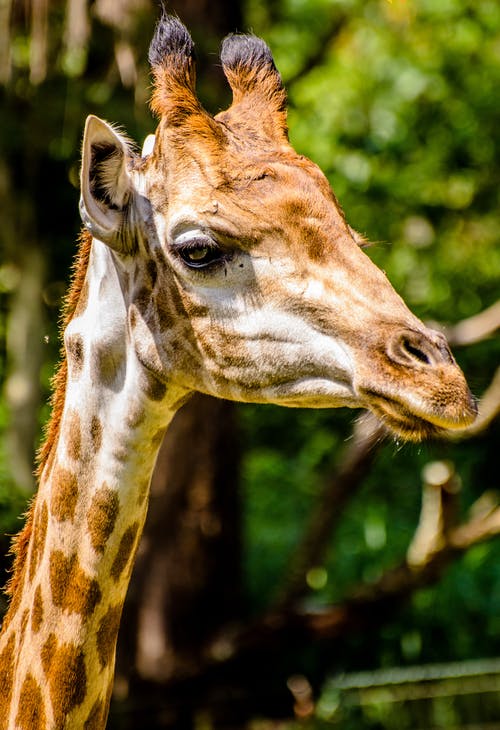 长颈鹿的选择性聚焦摄影 · 免费素材图片