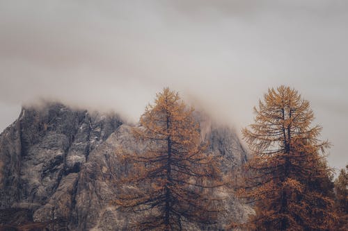 有雾天气下的树木和岩层照片 · 免费素材图片