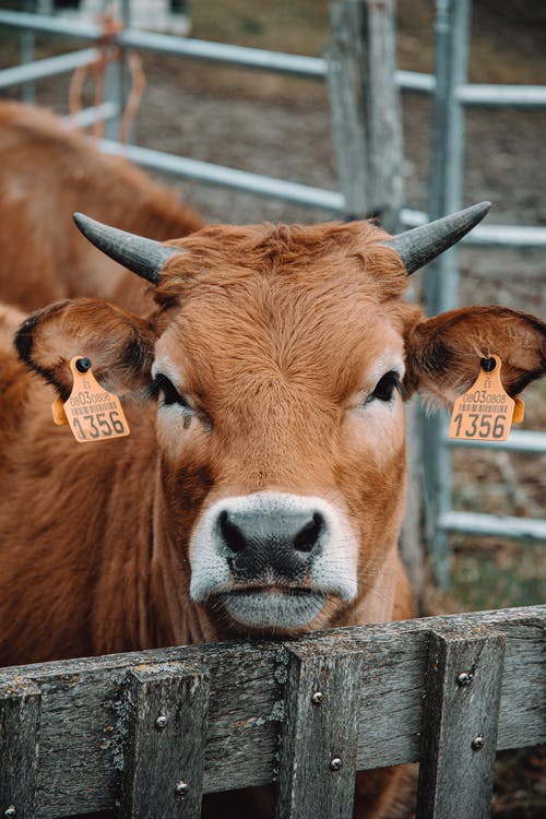棕牛 · 免费素材图片
