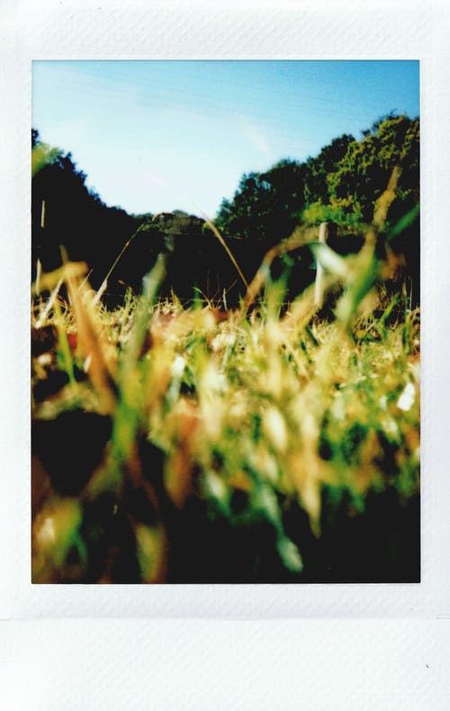 白天草的照片 · 免费素材图片