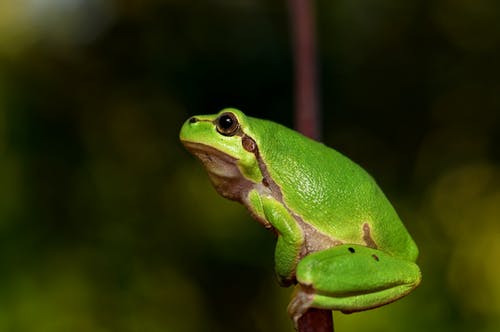 绿蛙浅焦点摄影 · 免费素材图片