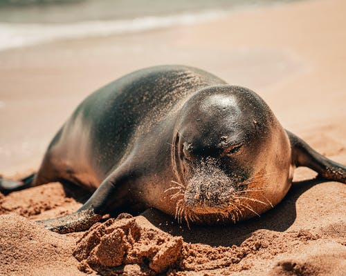 海狮在沙滩上的照片 · 免费素材图片