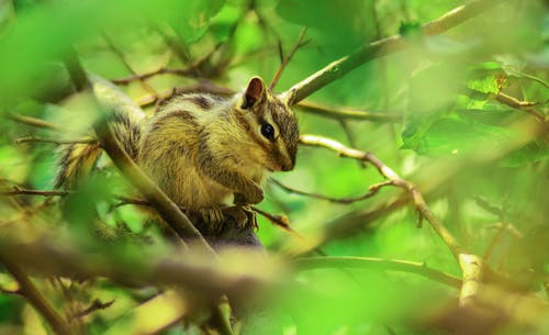 布朗松鼠栖息在选择性聚焦摄影的树枝上 · 免费素材图片