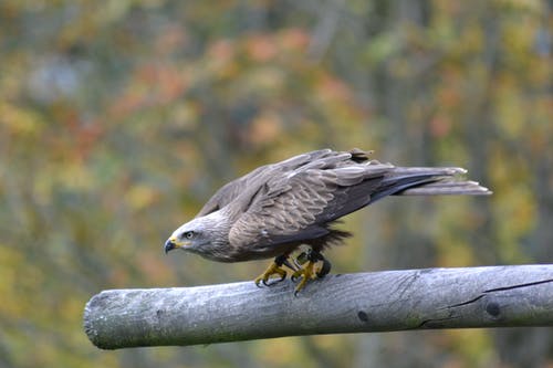灰色猎鹰栖息在选择性聚焦摄影中的灰色分支 · 免费素材图片