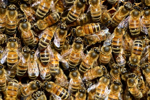 棕色和黑色的蜜蜂 · 免费素材图片