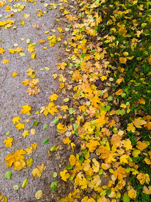 有关垂直拍摄, 枫叶, 秋天的免费素材图片