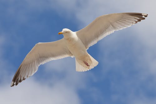 白鸟在白天在蓝色和白色的天空下飞行 · 免费素材图片