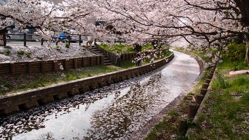 白天樱花树之间的排水 · 免费素材图片