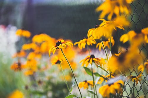 有关围栏, 花, 花园的免费素材图片