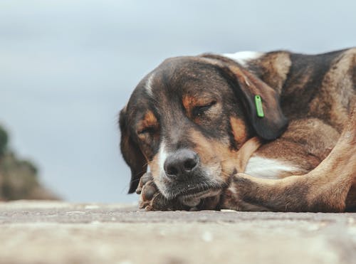 熟睡的狗的特写照片 · 免费素材图片
