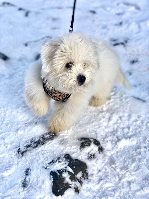 绑在黑色皮带上的白色小狗 · 免费素材图片