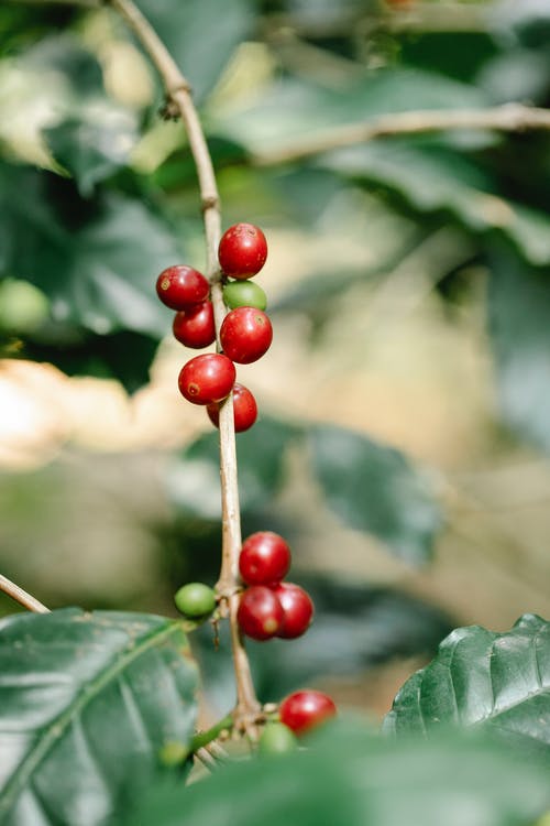 有关一串, 咖啡果, 咖啡樱桃的免费素材图片