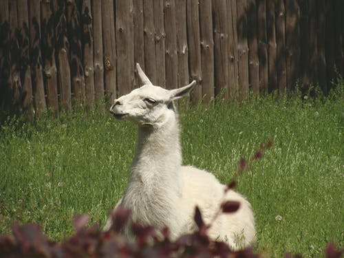 白天躺在绿草在晴朗的天空下的白骆驼 · 免费素材图片