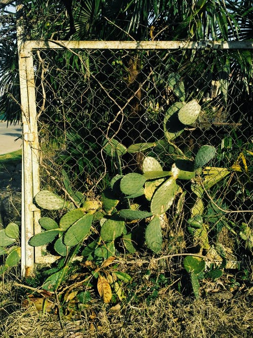 旋风栅栏旁边的绿色植物 · 免费素材图片