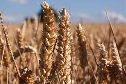蓝蓝的天空下的棕色小麦 · 免费素材图片