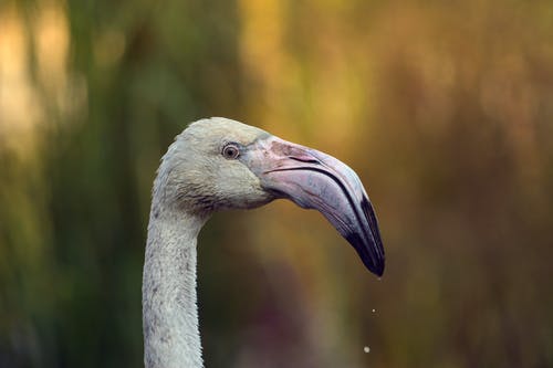 有关侧面图, 动物, 动物摄影的免费素材图片