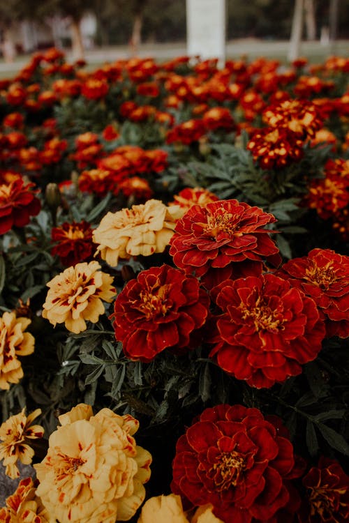 盛开的鲜花的特写摄影 · 免费素材图片