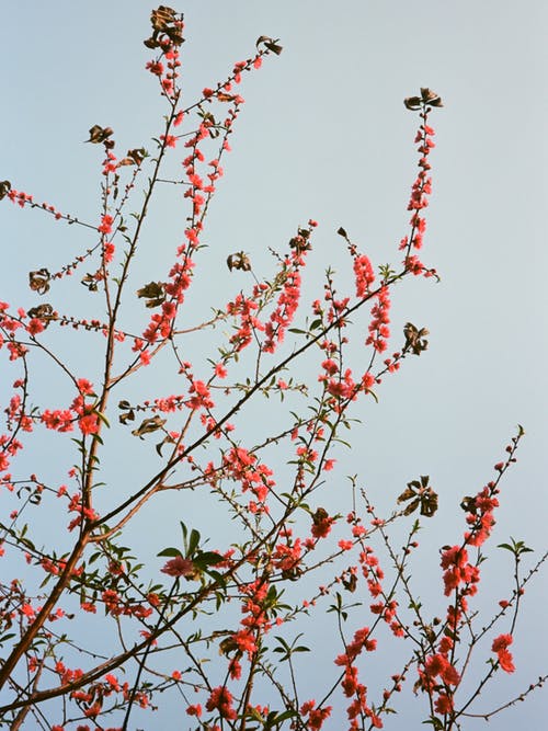 有关树, 树叶, 红色的花朵的免费素材图片