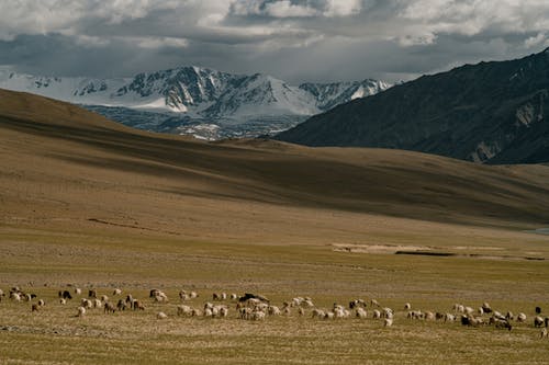 群羊在草地上放牧 · 免费素材图片