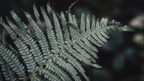 有关冷静, 分公司, 和平的的免费素材图片