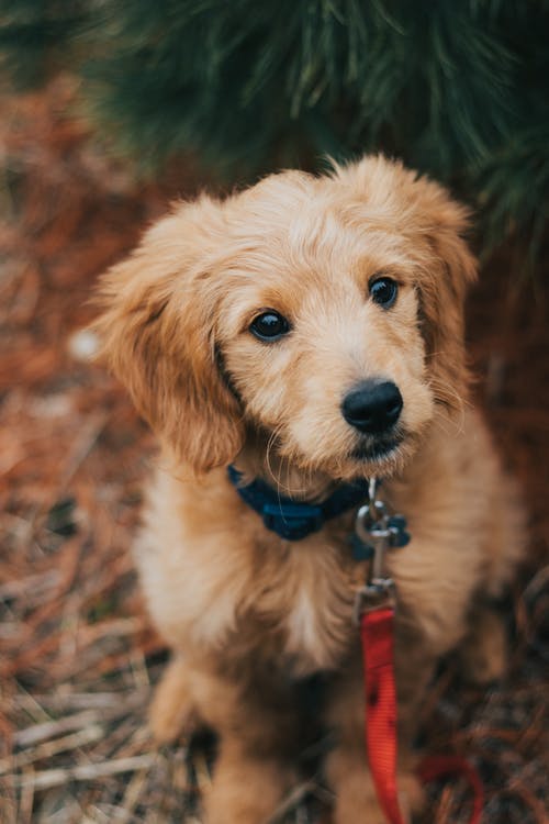 棕色拉布拉多犬 · 免费素材图片