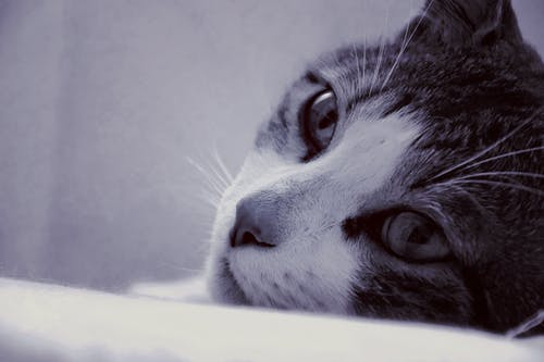 猫的微距照片 · 免费素材图片