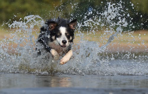 黑白色长涂层的狗冲槽水的身体 · 免费素材图片