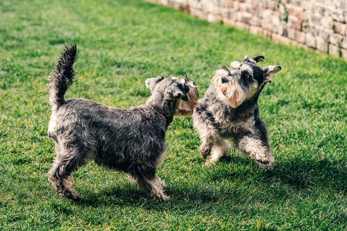 两个小狗在绿色的草地上 · 免费素材图片
