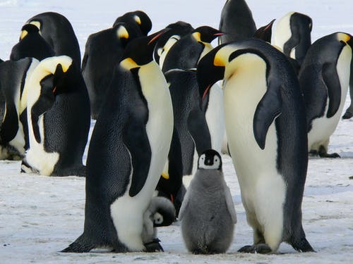 白天站在雪地上的企鹅 · 免费素材图片