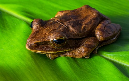 棕色青蛙 · 免费素材图片
