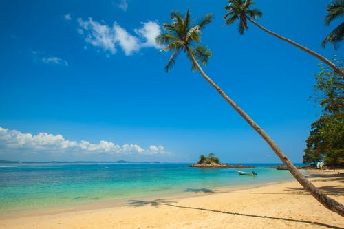 白天在海滨下蓝色平静的天空下的绿色椰子棕榈 · 免费素材图片