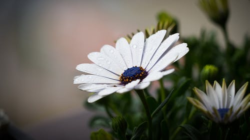 盛开的白色osteospermum花的选择性焦点照片 · 免费素材图片