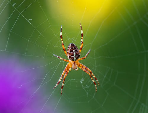 有关araneus diadematus, Web, 动物的免费素材图片
