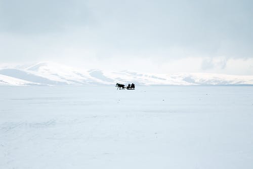一匹马与雪橇在雪地上的剪影 · 免费素材图片