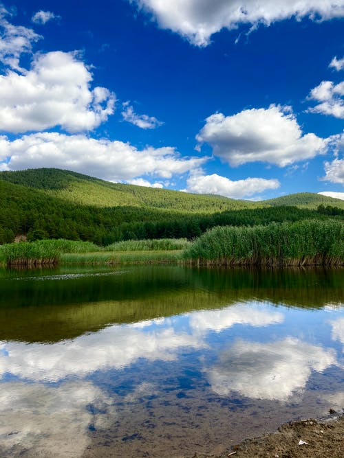有关反射, 垂直拍摄, 天性的免费素材图片