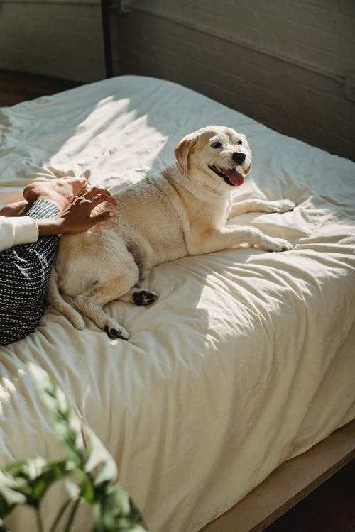 作物女人抚摸躺在床上的友好狗 · 免费素材图片
