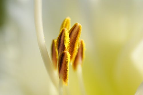 黄色和棕色芽花 · 免费素材图片