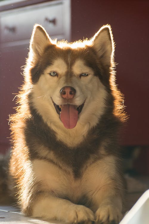 有关动物, 动物摄影, 动物肖像的免费素材图片