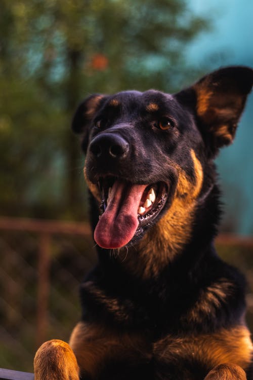 有关动物, 垂直拍摄, 德国牧羊犬的免费素材图片